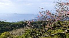 緋寒桜