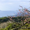 緋寒桜