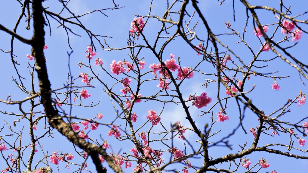 緋寒桜