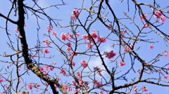 緋寒桜