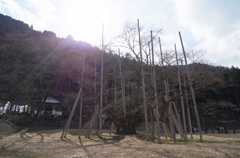 淡墨桜 I