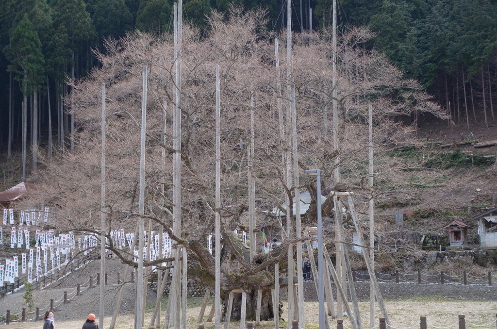 淡墨桜 II