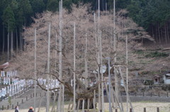 淡墨桜 II