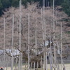 淡墨桜 II