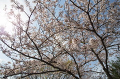 櫻花 II