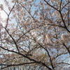 櫻花 II