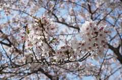櫻花 I