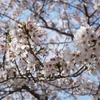櫻花 I