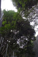 R0011085