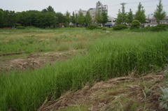 かつて、艦（ふね）が居たところ 3