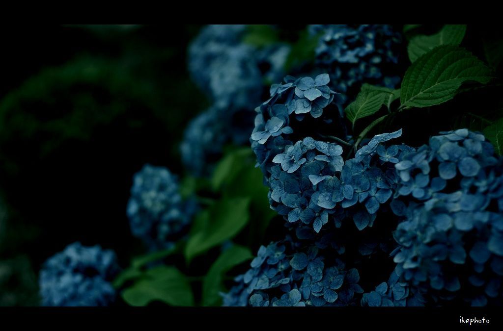 Hydrangea