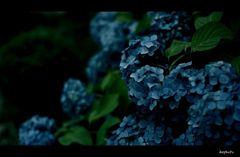 Hydrangea