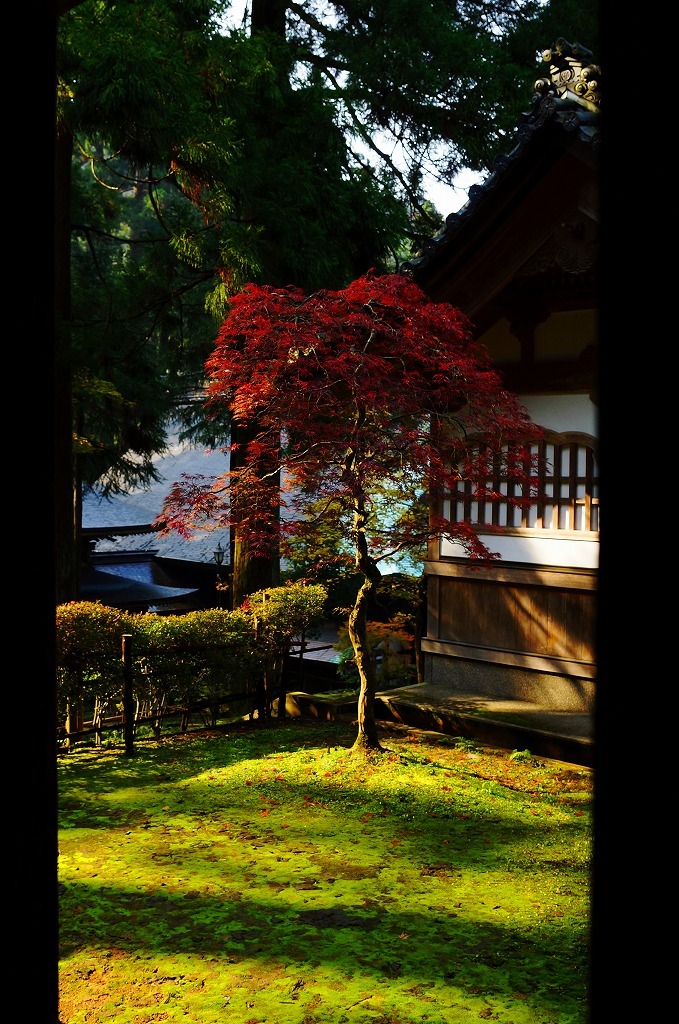紅