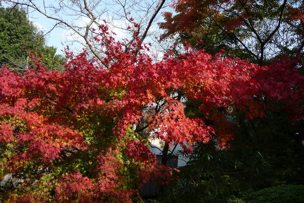来迎寺