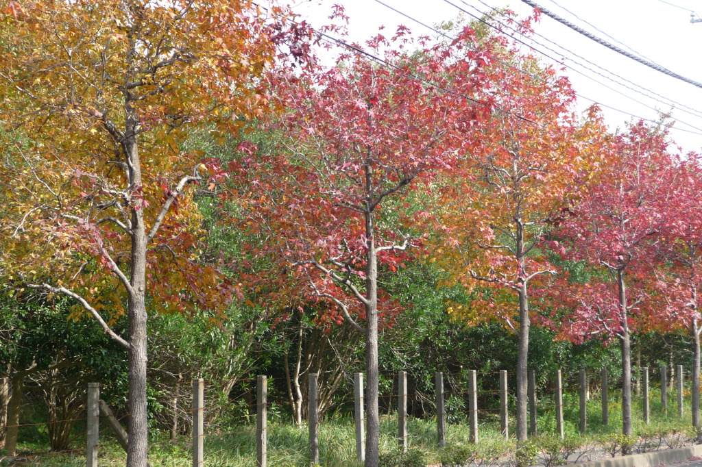 東沖緑地近くの紅葉並木