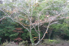 江汐公園