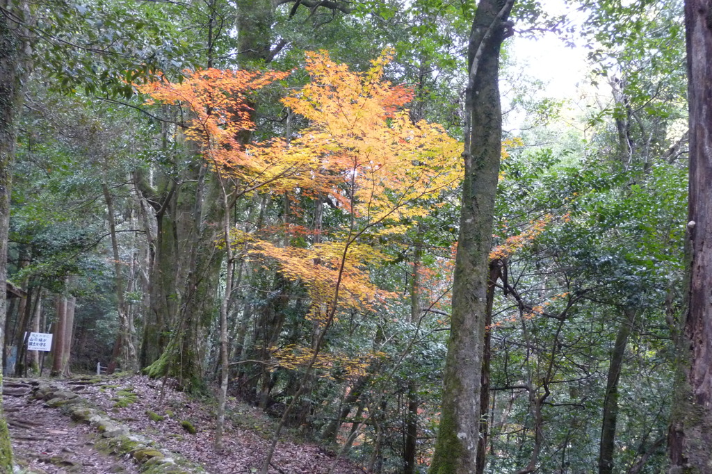 石柱渓