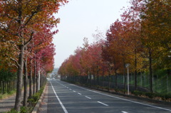 東沖緑地近くの紅葉並木