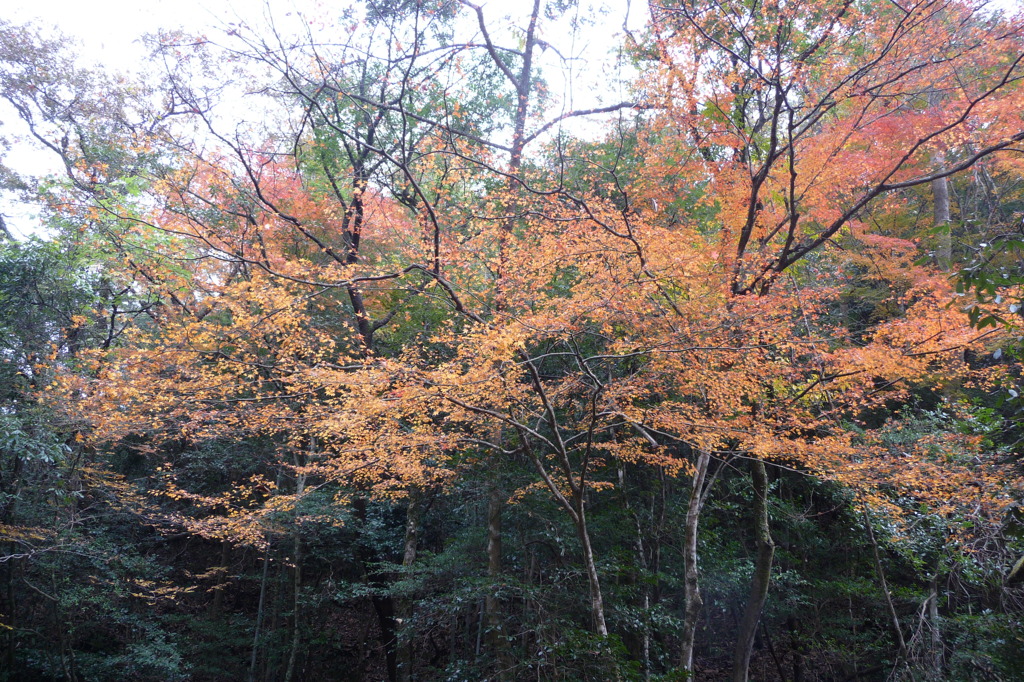 石柱渓