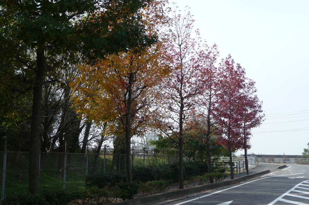 東沖緑地近くの紅葉並木