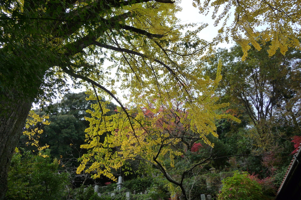 来迎寺