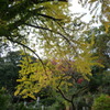 来迎寺