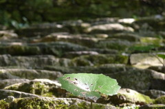清水寺（山口市宮野）