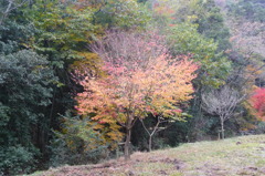 奥野川ホタル谷