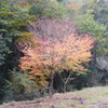 奥野川ホタル谷