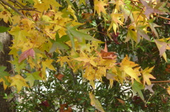 叶松児童公園