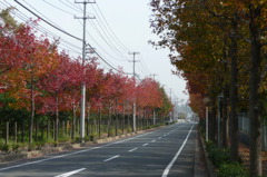 東沖緑地近くの紅葉並木