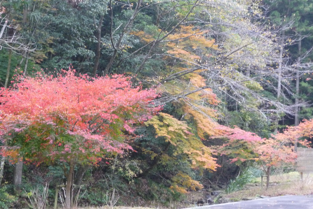 奥野川ホタル谷