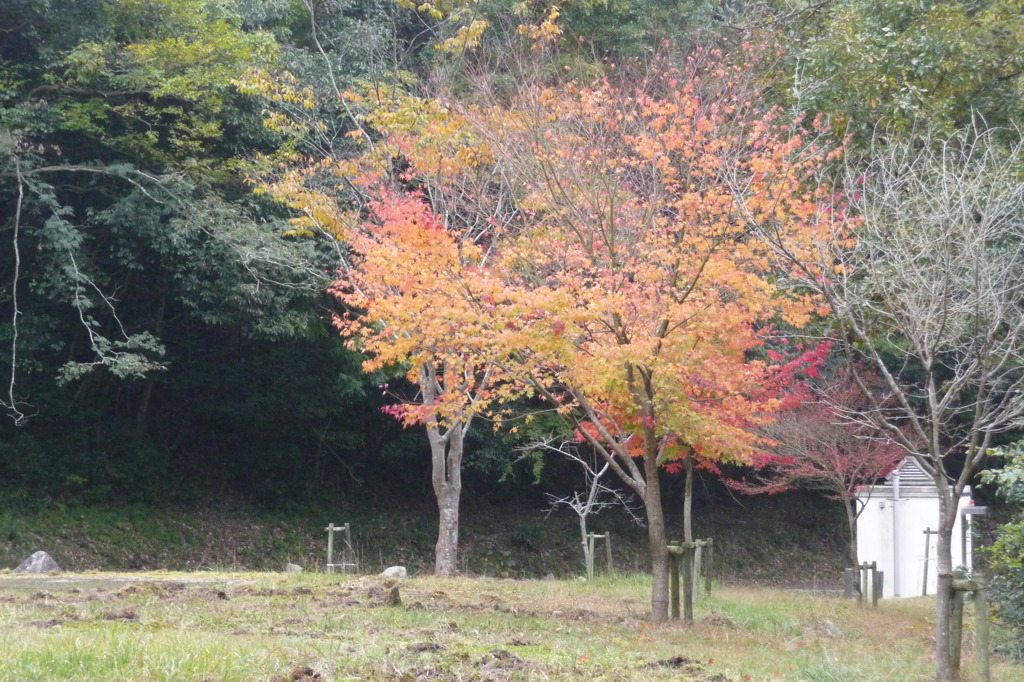 奥野川ホタル谷