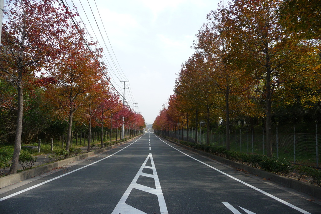 東沖緑地近くの紅葉並木