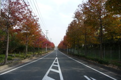 東沖緑地近くの紅葉並木