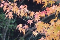 奥野川ホタル谷