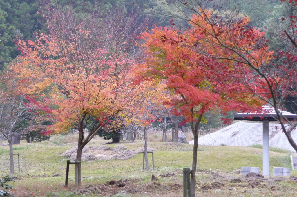 奥野川ホタル谷