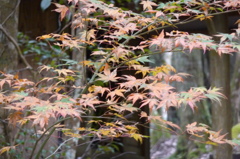石柱渓