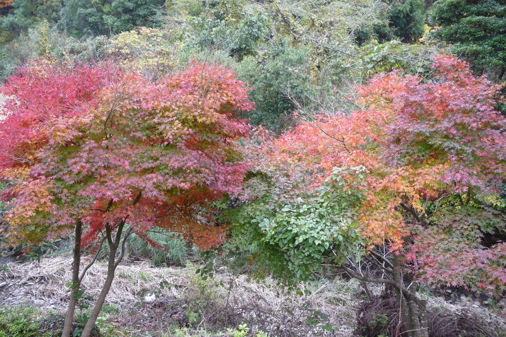 石柱渓