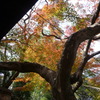 来迎寺