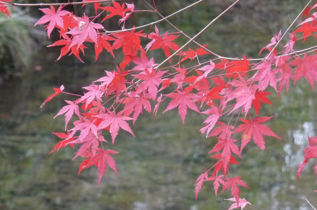 石柱渓