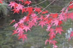 石柱渓