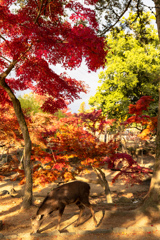 奈良公園にて