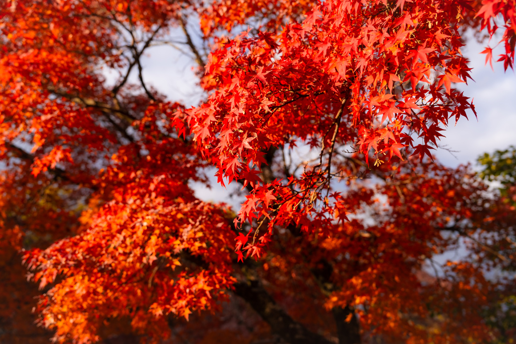 奈良公園にて