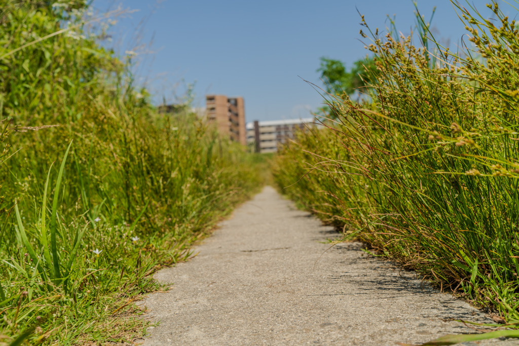 初夏の草道