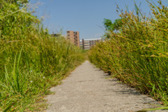 初夏の草道