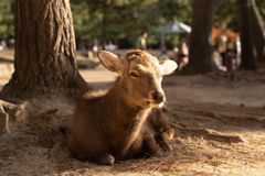 奈良公園の鹿さん