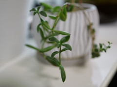 P1011927