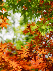 初夏の紅葉