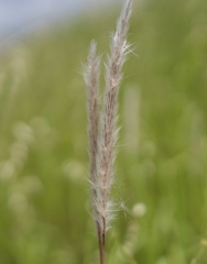 世界最強の雑草チガヤ